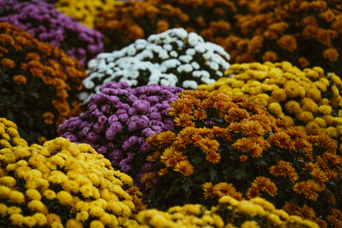 Fall Collection